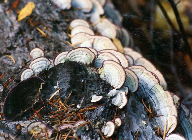 Trichaptum laricinum